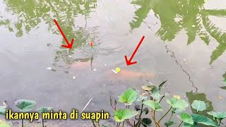 Download lagu mancing liaran berasa mancing di aquarium mp3