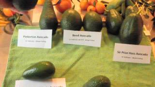 Hass, Sir Prize Hass, Pinkerton, Little Cado and Reed Avocado Fruit Demonstration.AVI