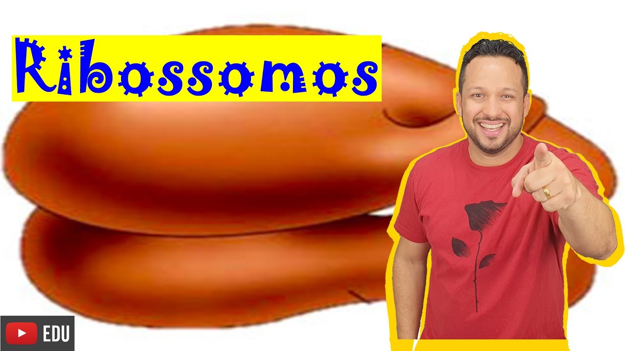Ribossomos - Organela Citoplasmática - Citoplasma - Citologia