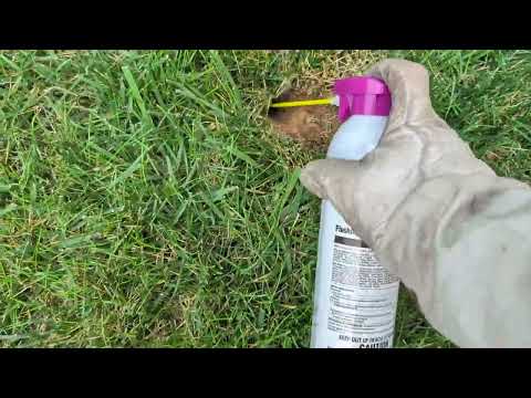 Yellow Jackets Nest in the Ground in...