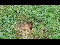 Yellow Jackets Nest in the Ground in Bernardsville, NJ