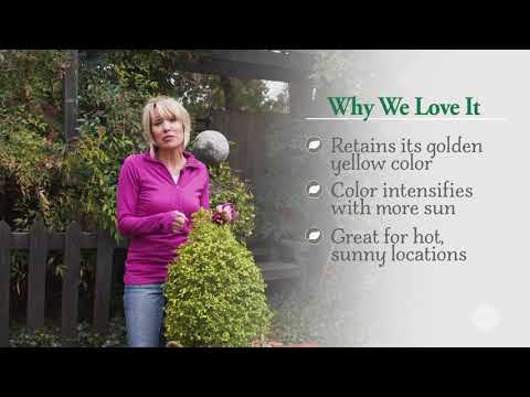 download lagu mp3 mp4 Perfect Western Containers, download lagu Perfect Western Containers gratis, unduh video klip Perfect Western Containers