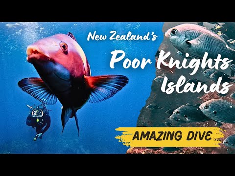 Just WOW! POOR KNIGHTS ISLANDS! A MUST Dive Destination!