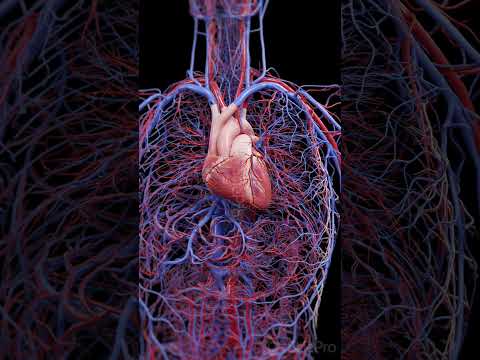 Human Heart & Circulatory System | 3D Animation