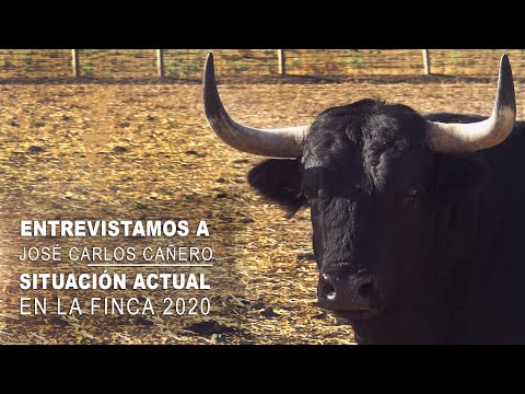 Los Toros Bravos de Morquera Entrevistamos a Cañero Situación Actual En El Campo Bravo 2020