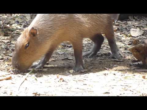 download lagu mp3 mp4 Chiguiro, download lagu Chiguiro gratis, unduh video klip Chiguiro