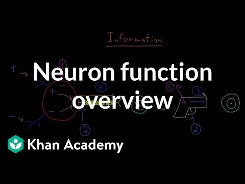 Overview of neuron function