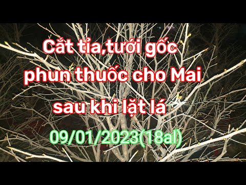 Hướng dẫn Cắt tỉa,tưới gốc,phun thuốc cho mai sau khi lặt lá 09/01/2023(18al) @maivangphuckhang