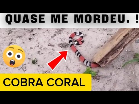 COBRA CORAL VERDADEIRA NA CHÁCARA SÃO JOÃO / MIGUEL ALVES PI .  06/01/2026.