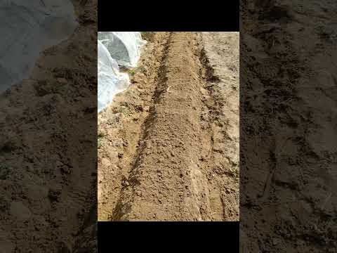  2023 年のジャガイモの植え付け時期は?それらをどのように選択すればよいでしょうか?正しく行うための簡単なヒント!  庭園