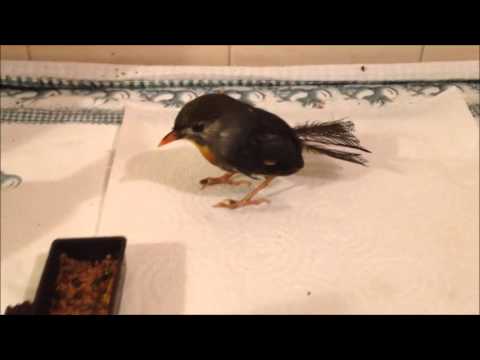 Rouxinol do Japão Contra-ataca