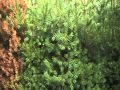 Dense Pine Hedge