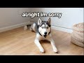 I Put My Dog In Timeout
