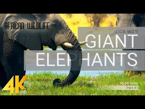 4K African Wildlife: ELEPHANTS Part #1 - A day in Africa with Giant Elephants - 10-bit Color