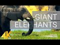 4K African Wildlife ELEPHANTS Part 1 A Day In Africa With Giant Elephants 10 Bit Color
