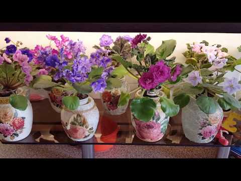 Прогулка по фиалкам ..по многочисленным просьбам )