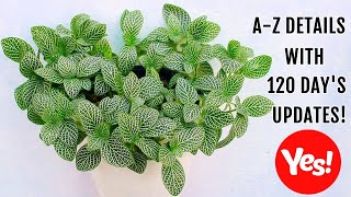 FITTONIA Plant CARE 101 - BEST Soil Mix, Fertilizer, Light & Water Requirements & Propagation