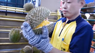 Durian De Tropika @ Section 19, PJ.