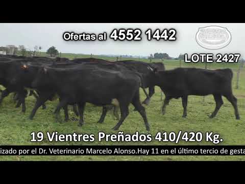 Lote 19 Vaquillonas Vacas Preñadas 19 Angus y cruzas 410kg -  en Don Eduardo. Parada Font - R52 km 35 a 12 km de NH