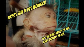 Before You Buy a Monkey, Watch This