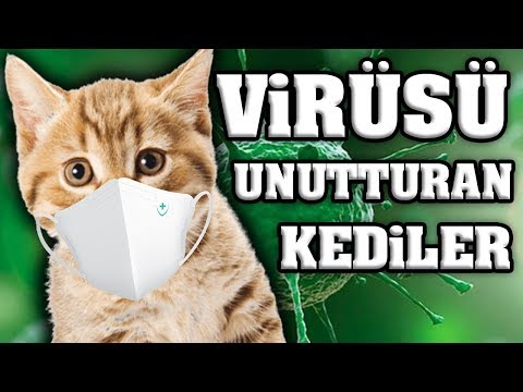 Virüsü Unutturacak Konuşan Pisiler - En Komik Kedi Videoları