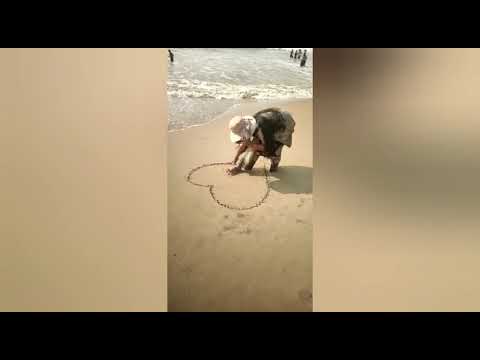 #Dipa'svlog #youtubeshorts #beachvibes #entertaining #viral