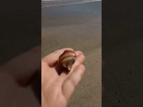 Pallolem beach close to the Shanti River. #india