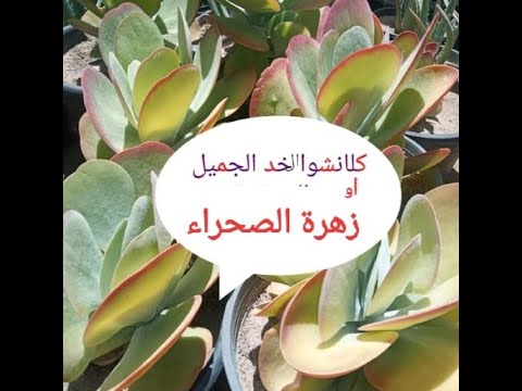 , title : 'كلانشوا الخد الجميل او زهرة الصحراء kalanchoe luciae'