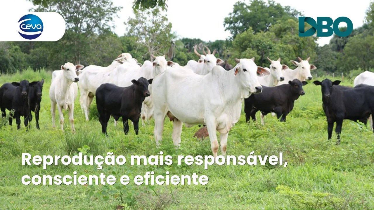 Fazenda do MS adota biotecnologia reprodutiva inédita que dispensa sangue de éguas prenhas