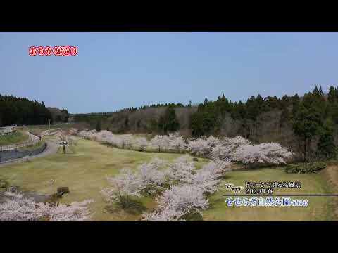 せせらぎ自然公園（直海） 桜2020（ドローン映像）