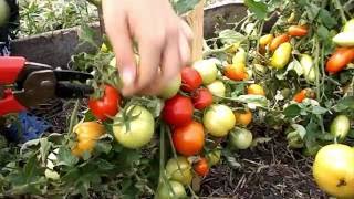 Что такое томат Колхозный
