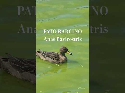 Patos Barcinos en laguna de Escobar #birds #Escobar #buenosaires #pato #duck