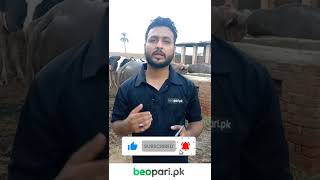 Baloch Farm | Beopari.pk | Buy and Sell Animals Easily