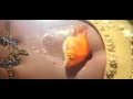 Fish On Rambha Navel Flv