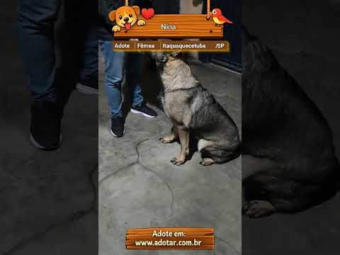 Vídeo de Nina