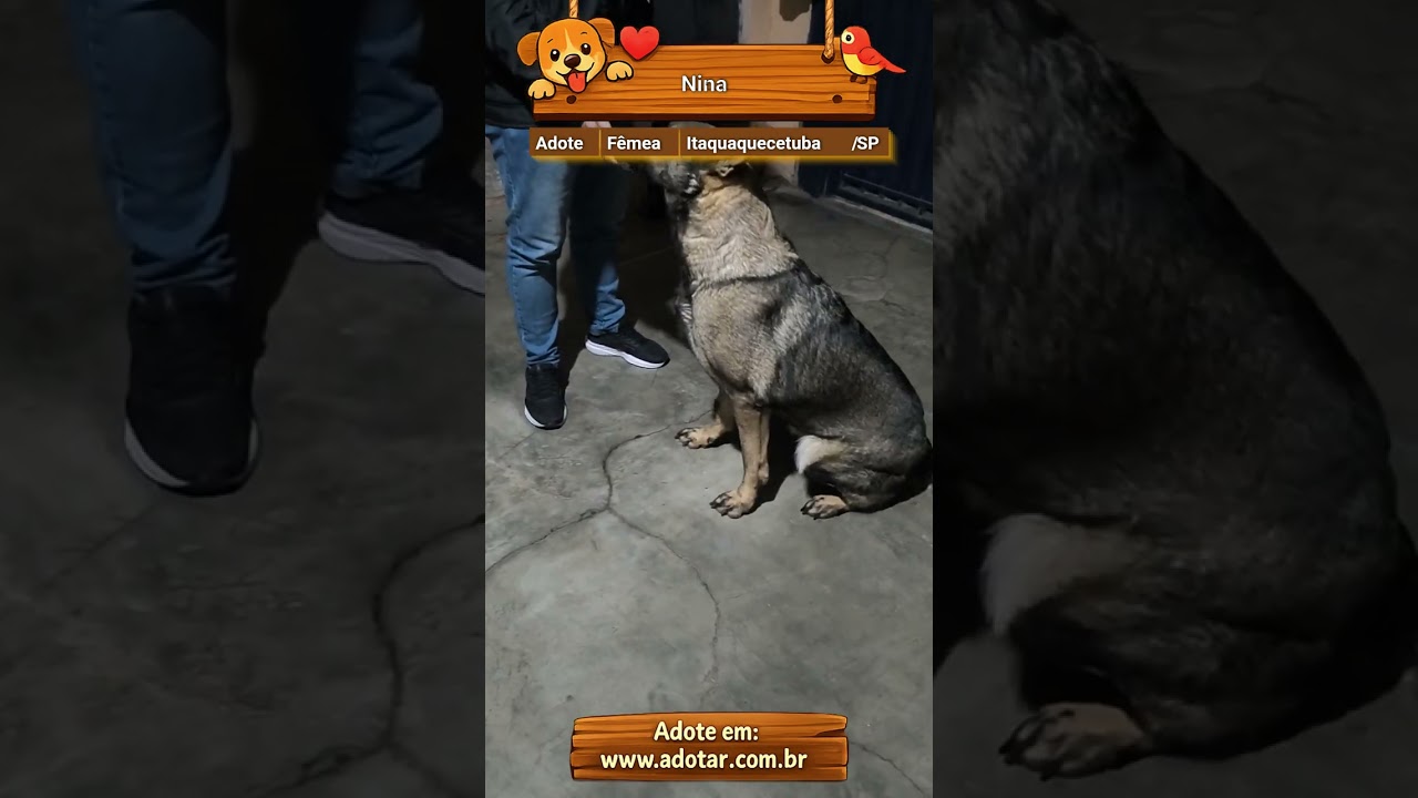 Cachorro raça Pastor Alemão idade 3 anos nome Nina