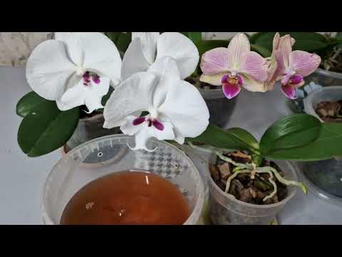 Çiçeksiz orkide ANINDA ÇILGINCA bol çiçek açıb FİLİZLENDİ 1 kaşık VERDİM