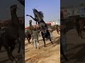 Horse Fight Viral Video Shortsfeed Like Subscribe