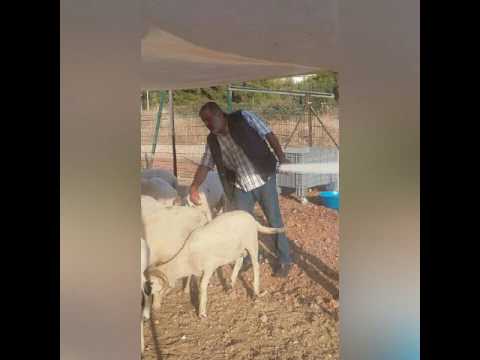 MURAT DEMİR KOCA YÜREKLİ DAYIM DAYILARIN BİRTANESİ RABBİM MEKANINI CENNET ETSİN İNŞALLAH