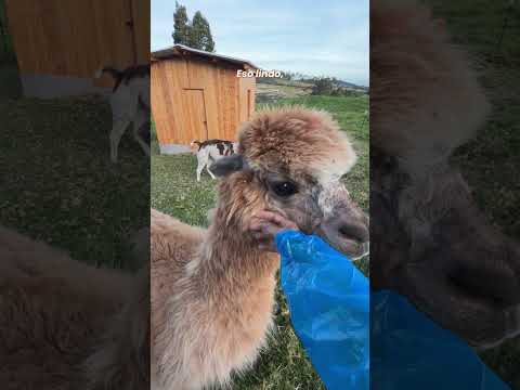 Intento número 1.000 de acercarme a mi alpaca - Lauvet