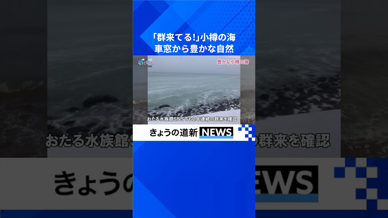 ＜わくわく　おたる水族館＞野生の営み、車窓から　札幌通勤の途上「群来」に遭遇 #おたる水族館 #銭函駅 #群来 #ニシン #小樽 #自然 #北海道新聞 #shorts