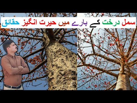 Semal Tree | Bombax Ceiba | Cotton Tree | Useful for Medicine Treatment | Semal Tree Farming |Symbol