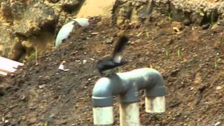 preview picture of video 'Burung Baikole,Burung Ternate,Asli Ternate,Ternate,Indonesia'