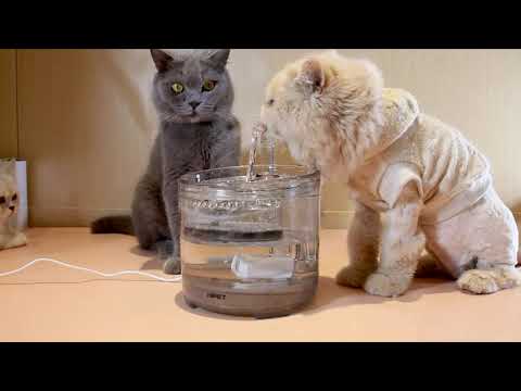 [Top 7] Best Cat Water Fountain Reviews 2020