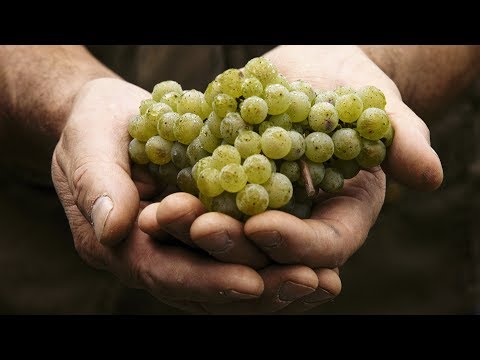 Weingut Jos. Milz Laurentiushof - Das Weingut im schönen Trittenheim an der Mosel