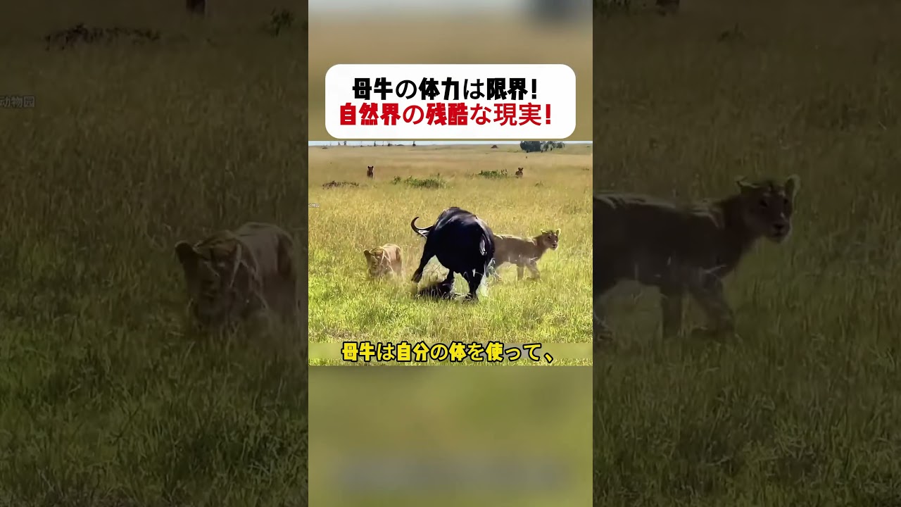 母牛の体力は限界！ 自然界の残酷な現実！ #野生動物 #ライオン #母牛 #草原の自然 #捕食者