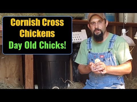 Raising Cornish Cross Chickens For Meat:  Day Old Chicks! Setting Up the Brooder! Video