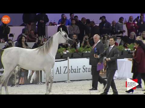2ND - N.28 MOZN AL BIDAYER - Paris 2016 - Fillies 2-3 years old (Class CM2 A)