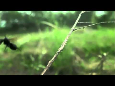 クロオオアリの女王