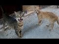 A Tabby Cat With A Loud Meow Asks Me For Food
